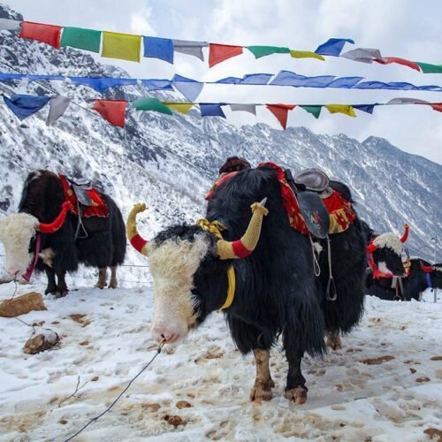 Himalayan Bliss Escape (Gangtok – Lachung – Yumthang)