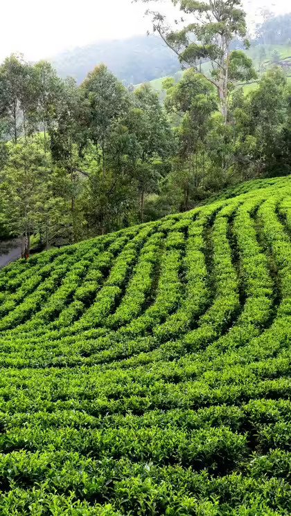 Assam